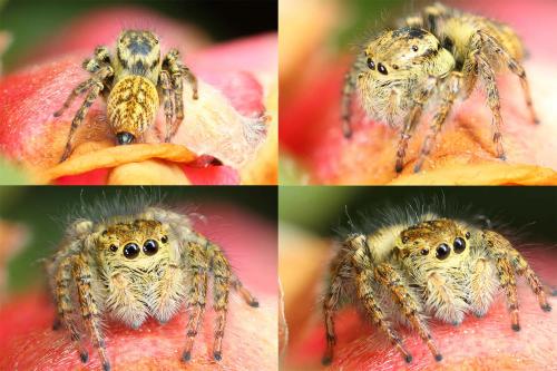 Carrhotus xanthogramma